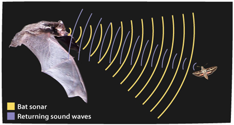 Echolocation diagram